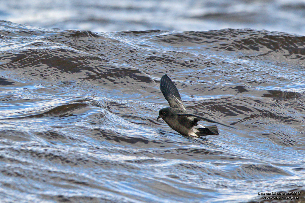 STORMSVALA / EUROPEAN STORM-PETREL (Hydrobates pelagicus) - Stng / Close