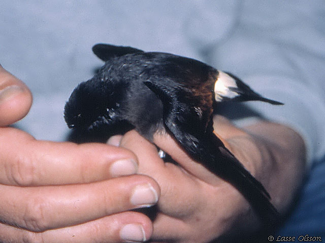 STORMSVALA / EUROPEAN STORM-PETREL (Hydrobates pelagicus)