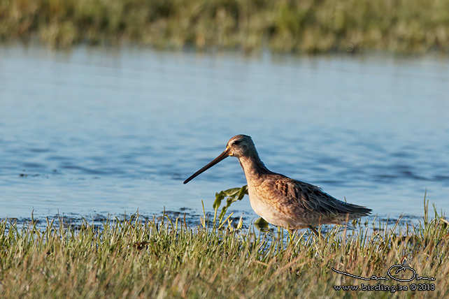 STÖRRE BECKASINSNÄPPA / LONG-BILLED DOWITCHER (Limnodromus scolopaceus)