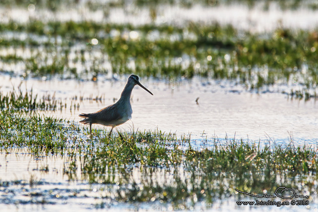 STÖRRE BECKASINSNÄPPA / LONG-BILLED DOWITCHER (Limnodromus scolopaceus)