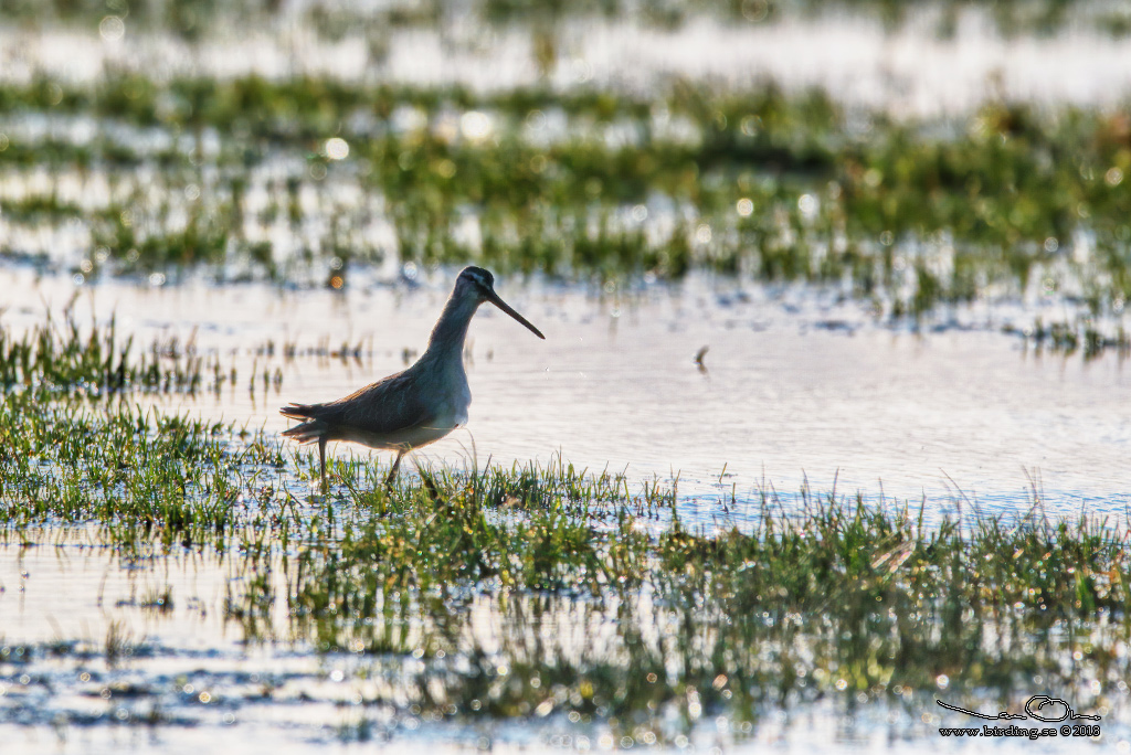 STRRE BECKASINSNPPA / LONG-BILLED DOWITCHER (Limnodromus scolopaceus) - stng / close