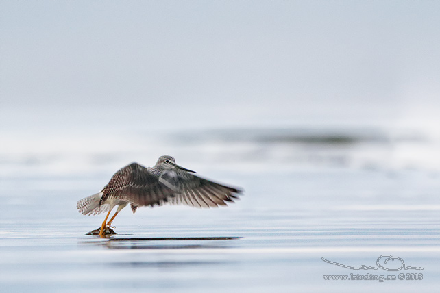 STÖRRE GULBENA / GREATER YELLOWLEGS (Tringa melanoleuca)