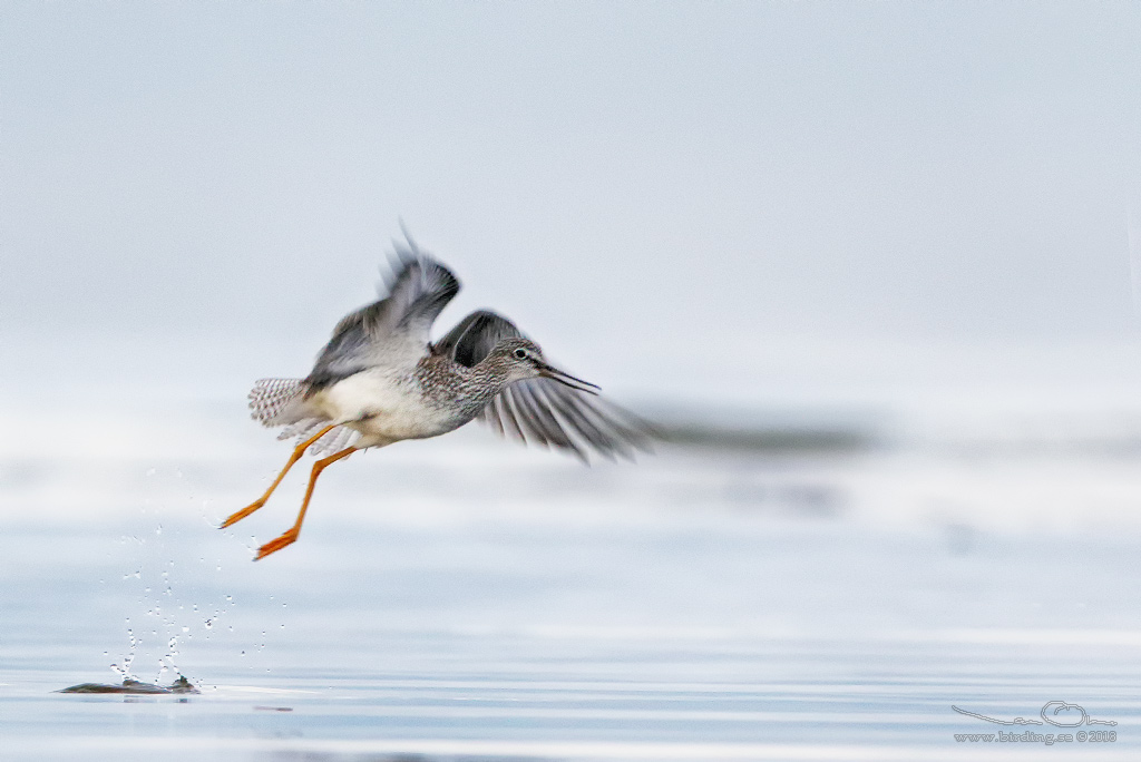 STRRE GULBENA / GREATER YELLOWLEGS (Tringa melanoleuca) - stng / close