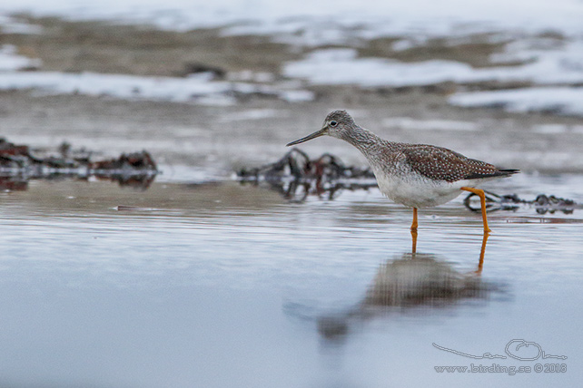 STÖRRE GULBENA / GREATER YELLOWLEGS (Tringa melanoleuca)