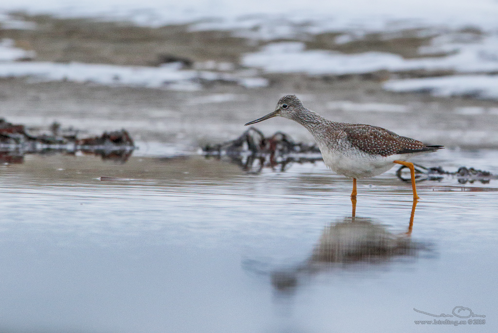 STRRE GULBENA / GREATER YELLOWLEGS (Tringa melanoleuca) - stng / close