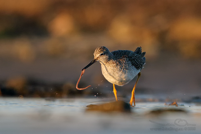 STÖRRE GULBENA / GREATER YELLOWLEGS (Tringa melanoleuca)