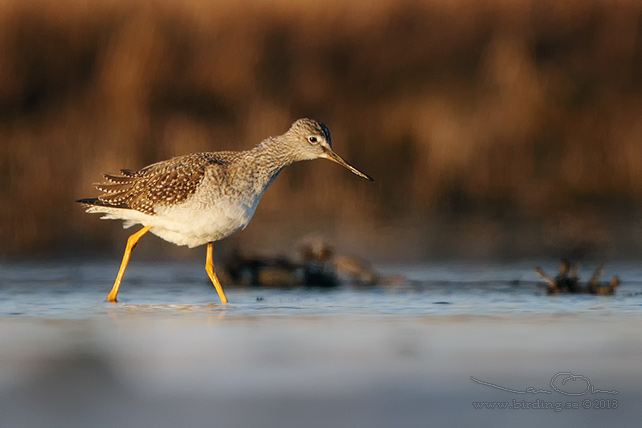 STÖRRE GULBENA / GREATER YELLOWLEGS (Tringa melanoleuca)