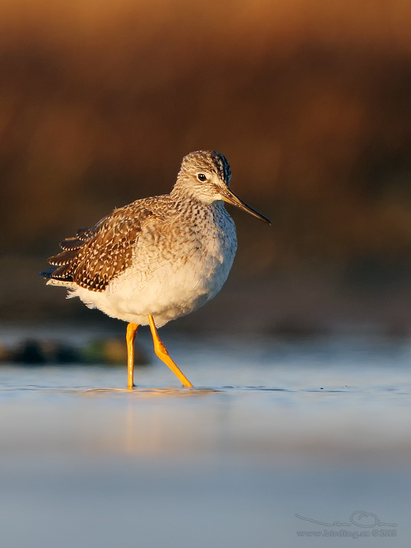 STRRE GULBENA / GREATER YELLOWLEGS (Tringa melanoleuca) - stng / close