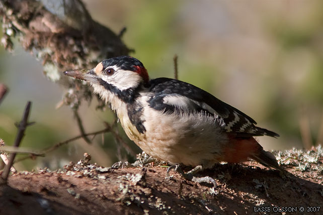 STÖRRE HACKSPETT / GREAT SPOTTED WOODPECKER (Dendrocopus major)