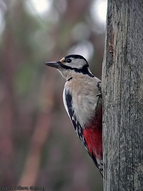 STRRE HACKSPETT / GREAT SPOTTED WOODPECKER (Dendrocopus major) - hona / female