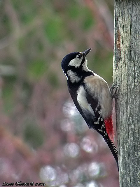 STRRE HACKSPETT / GREAT SPOTTED WOODPECKER (Dendrocopus major) - hona / female