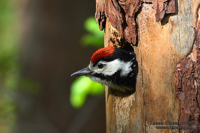 STÖRRE HACKSPETT / GREAT SPOTTED WOODPECKER (Dendrocopus major) - stor bild / full size