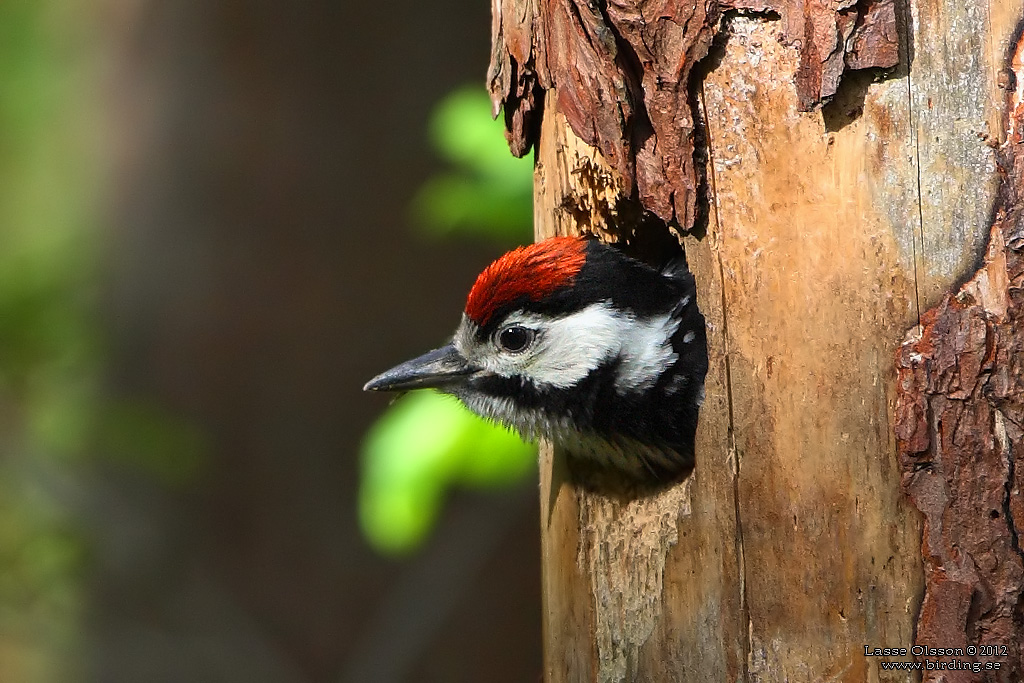 STRRE HACKSPETT / GREAT SPOTTED WOODPECKER (Dendrocopus major) - Stng / close