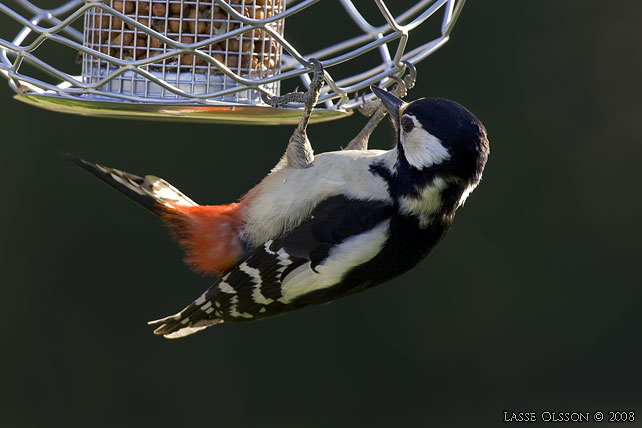 STRRE HACKSPETT / GREAT SPOTTED WOODPECKER (Dendrocopus major) - stor bild / full size