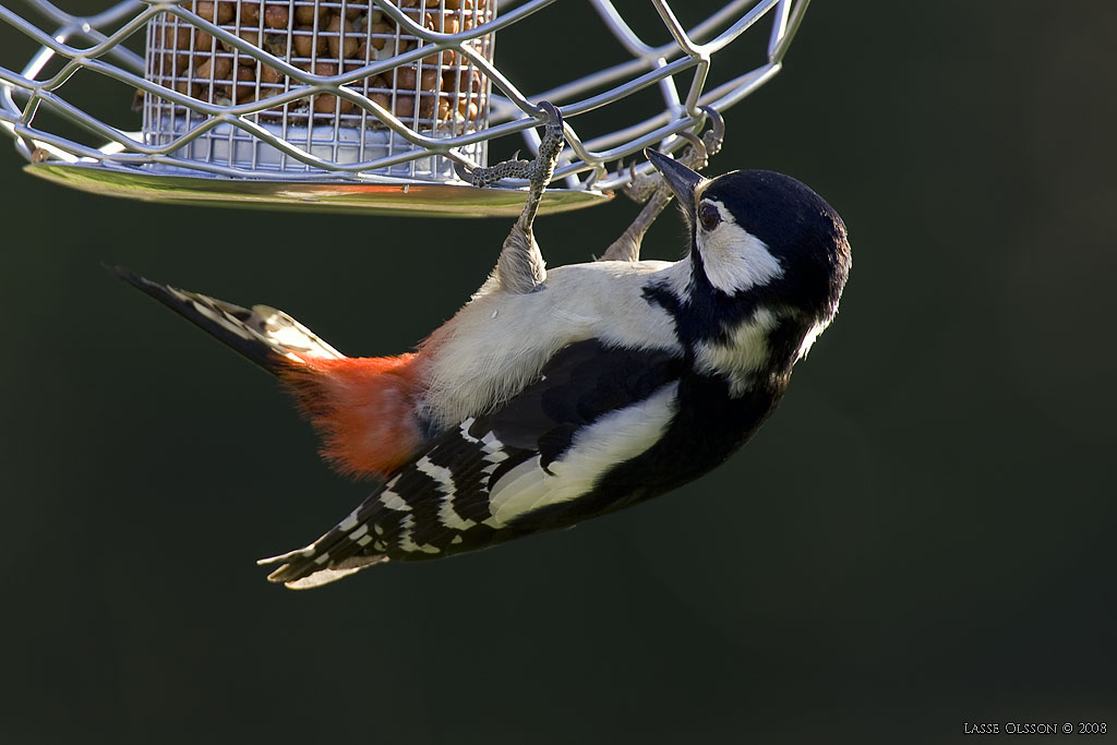 STRRE HACKSPETT / GREAT SPOTTED WOODPECKER (Dendrocopus major) - stng / close