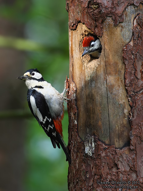 STÖRRE HACKSPETT / GREAT SPOTTED WOODPECKER (Dendrocopus major) - stor bild / full size