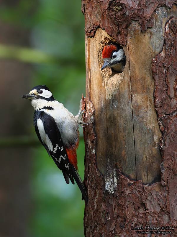 STRRE HACKSPETT / GREAT SPOTTED WOODPECKER (Dendrocopus major) - Stng / close