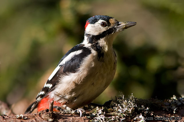 STRRE HACKSPETT / GREAT SPOTTED WOODPECKER (Dendrocopus major) - stor bild / full size