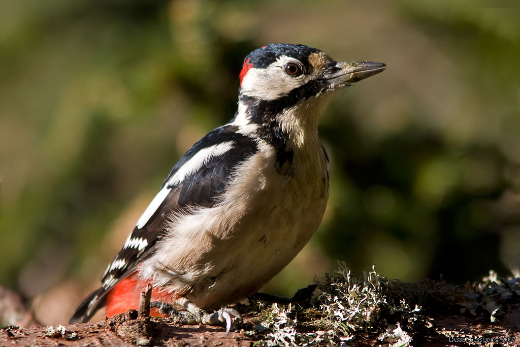 STRRE HACKSPETT / GREAT SPOTTED WOODPECKER (Dendrocopus major) - stng / close