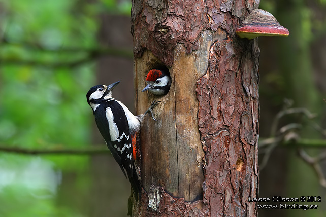 STÖRRE HACKSPETT / GREAT SPOTTED WOODPECKER (Dendrocopus major) - stor bild / full size