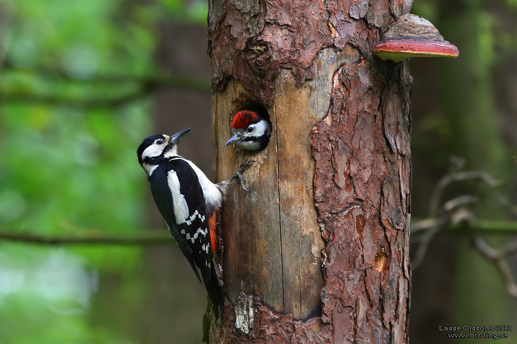 STRRE HACKSPETT / GREAT SPOTTED WOODPECKER (Dendrocopus major) - Stng / close