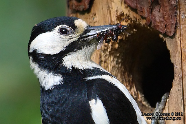 STÖRRE HACKSPETT / GREAT SPOTTED WOODPECKER (Dendrocopus major) - stor bild / full size