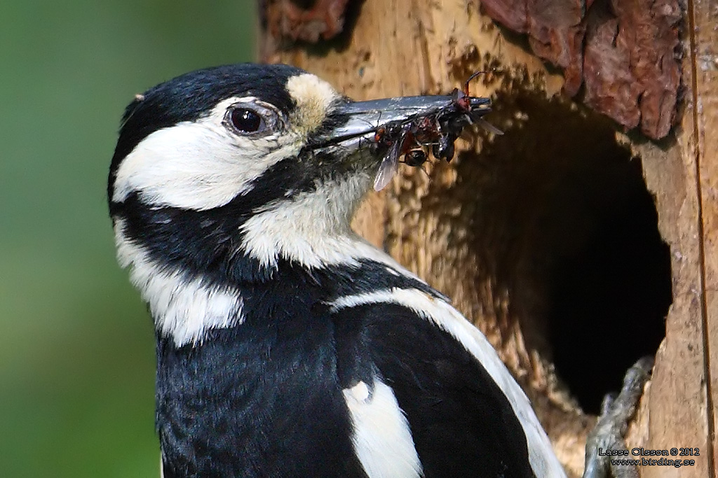 STRRE HACKSPETT / GREAT SPOTTED WOODPECKER (Dendrocopus major) - Stng / close