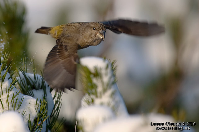 STRRE KORSNBB / PARROT CROSSBILL (Loxia pytyopsittacus) - stor bild / full size