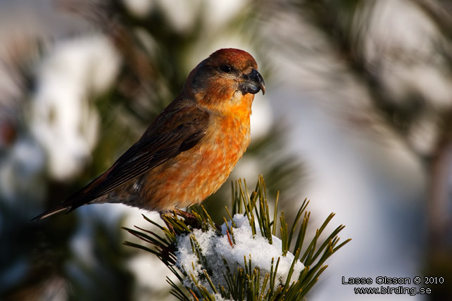 STRRE KORSNBB / PARROT CROSSBILL (Loxia pytyopsittacus) - stor bild / full size