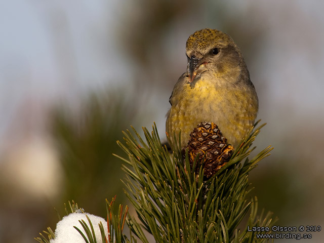 STRRE KORSNBB / PARROT CROSSBILL (Loxia pytyopsittacus) - stor bild / full size