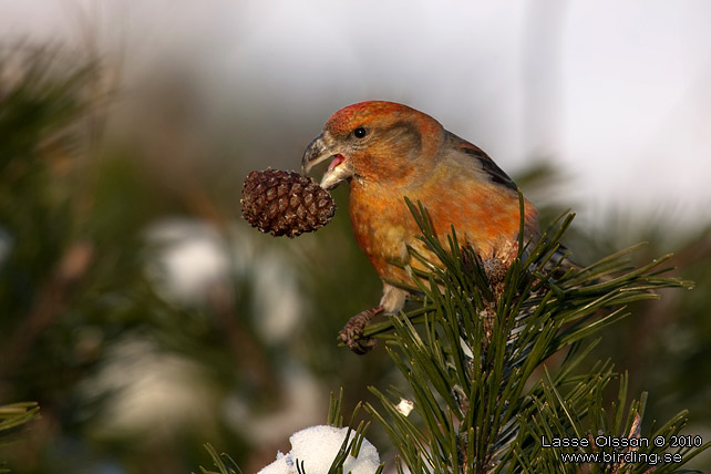 STRRE KORSNBB / PARROT CROSSBILL (Loxia pytyopsittacus) - stor bild / full size