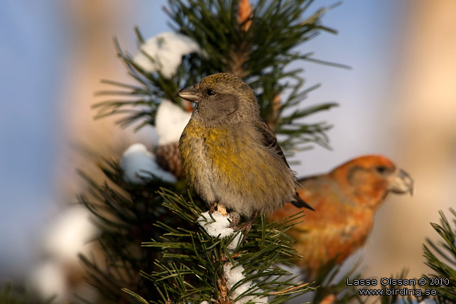 STRRE KORSNBB / PARROT CROSSBILL (Loxia pytyopsittacus) - stor bild / full size