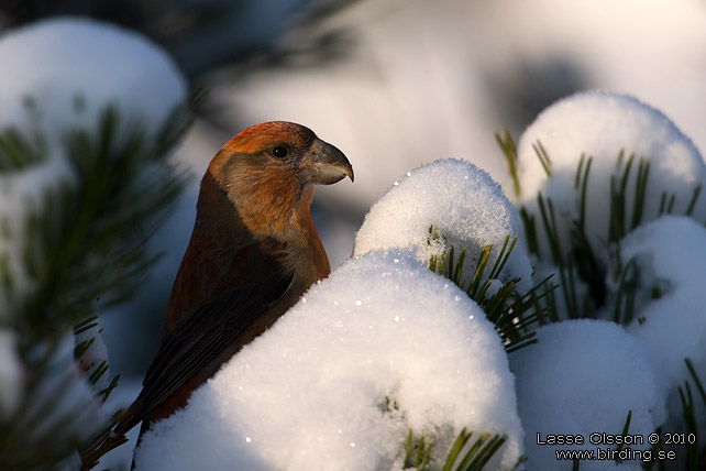 STRRE KORSNBB / PARROT CROSSBILL (Loxia pytyopsittacus) - stor bild / full size