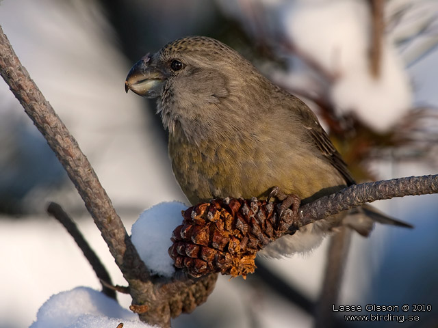 STRRE KORSNBB / PARROT CROSSBILL (Loxia pytyopsittacus) - stor bild / full size