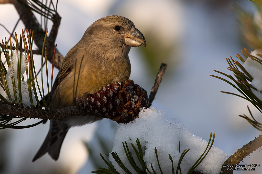 STRRE KORSNBB / PARROT CROSSBILL (Loxia pytyopsittacus) - Stng / Close