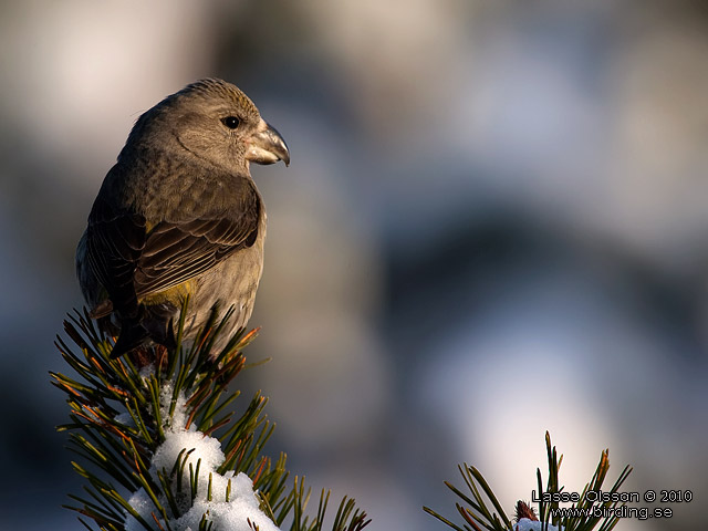 STRRE KORSNBB / PARROT CROSSBILL (Loxia pytyopsittacus) - stor bild / full size