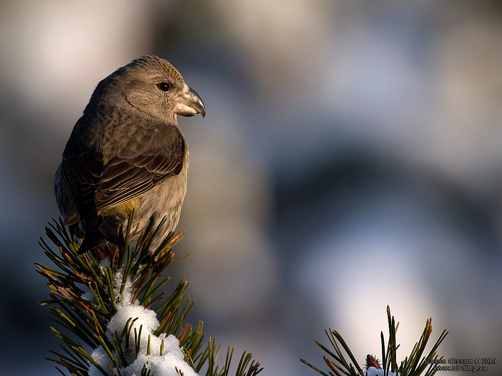 STRRE KORSNBB / PARROT CROSSBILL (Loxia pytyopsittacus) - Stng / Close