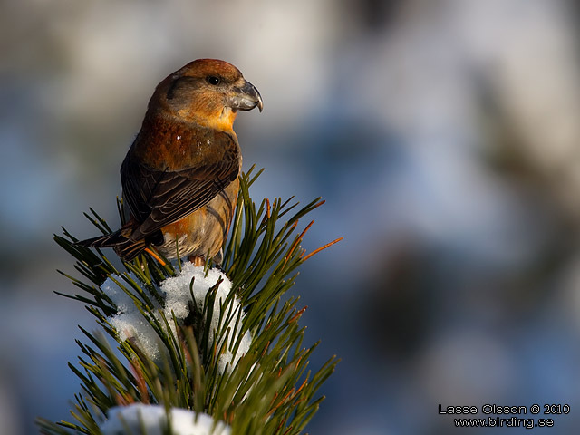 STRRE KORSNBB / PARROT CROSSBILL (Loxia pytyopsittacus) - stor bild / full size