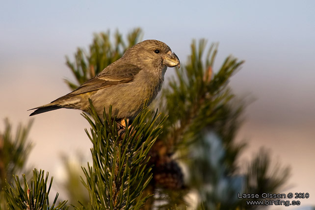 STRRE KORSNBB / PARROT CROSSBILL (Loxia pytyopsittacus) - stor bild / full size