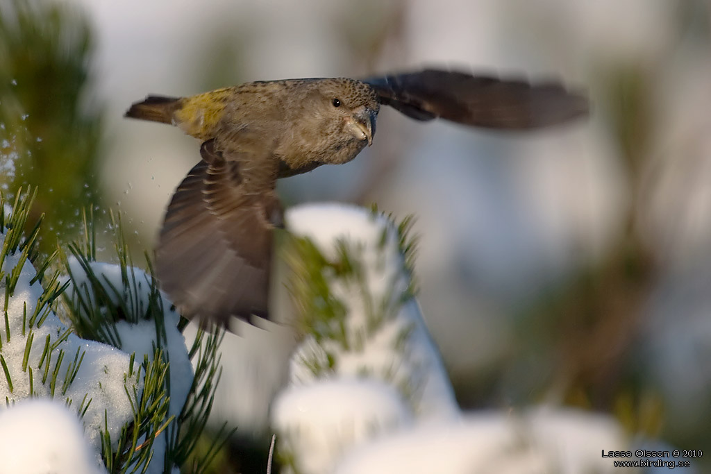 STRRE KORSNBB / PARROT CROSSBILL (Loxia pytyopsittacus) - Stng / Close