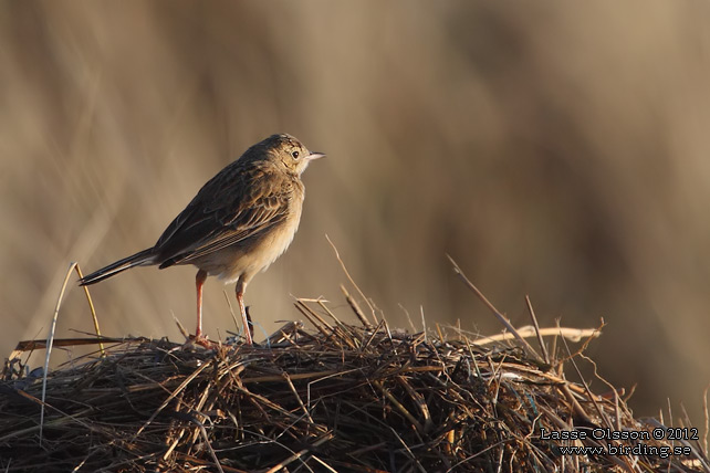 STÖRRE PIPLÄRKA / RICHARD'S PIPIT (Anthus richardi) - STOR BILD / FULL SIZE