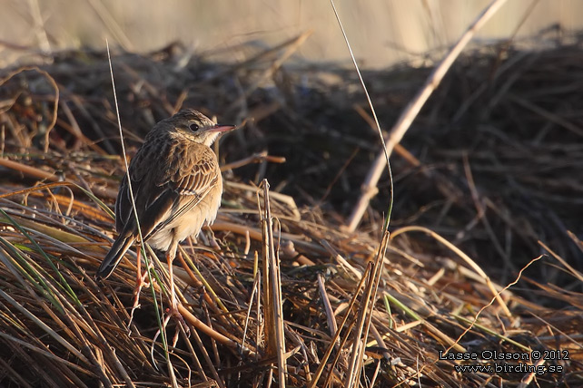 STÖRRE PIPLÄRKA / RICHARD'S PIPIT (Anthus richardi) - STOR BILD / FULL SIZE