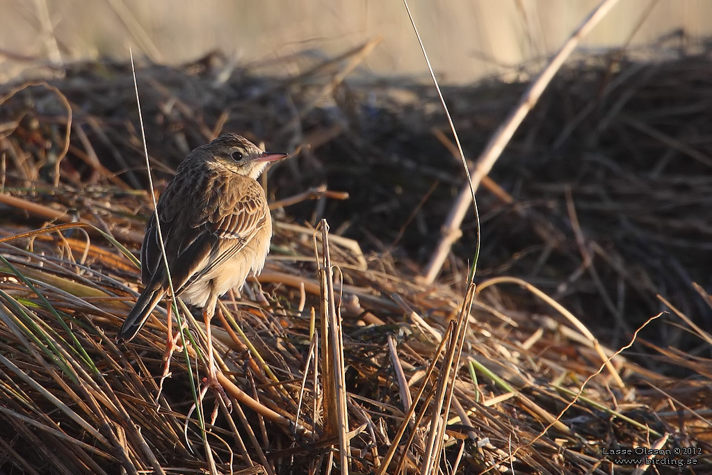 STÖRRE PIPLÄRKA / RICHARD'S PIPIT (Anthus richardi) - Stäng / Close