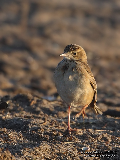 STÖRRE PIPLÄRKA / RICHARD'S PIPIT (Anthus richardi) - STOR BILD / FULL SIZE