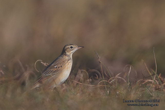 STÖRRE PIPLÄRKA / RICHARD'S PIPIT (Anthus richardi) - STOR BILD / FULL SIZE