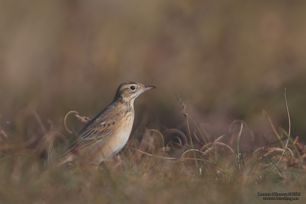 STÖRRE PIPLÄRKA / RICHARD'S PIPIT (Anthus richardi) - Stäng / Close