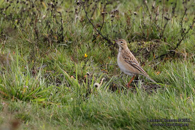 STÖRRE PIPLÄRKA / RICHARD'S PIPIT (Anthus richardi) - STOR BILD / FULL SIZE