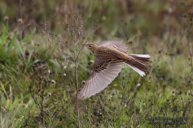 STÖRRE PIPLÄRKA / RICHARD'S PIPIT (Anthus richardi)