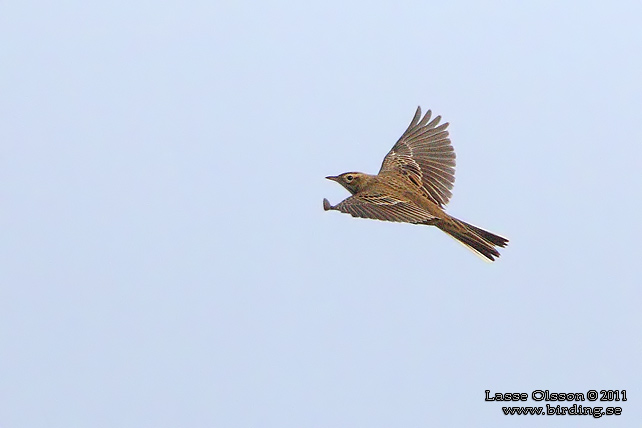 STÖRRE PIPLÄRKA / RICHARD'S PIPIT (Anthus richardi) - STOR BILD / FULL SIZE