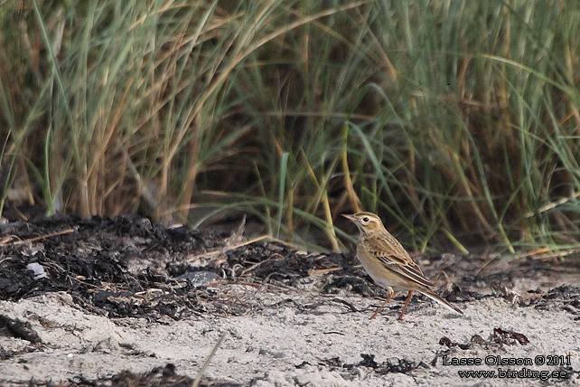 STÖRRE PIPLÄRKA / RICHARD'S PIPIT (Anthus richardi) - STOR BILD / FULL SIZE